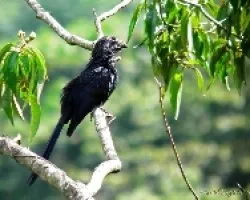 Crotophaga sulcirostris