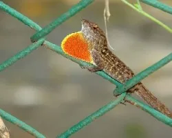 Lagarto