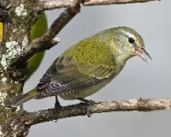 Oreothlypis peregrina