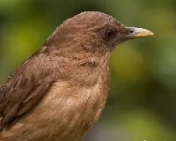 retrato de Turdus Grayi