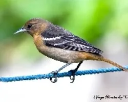 Icterus galbula