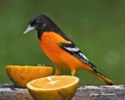 Icterus galbula