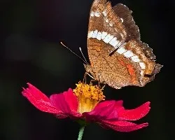Anartia Fatima