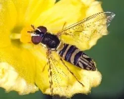 Sírfido (Mosca Cernidora)