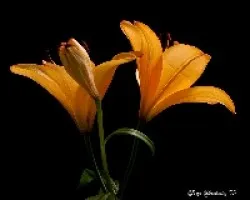 Lilium sp