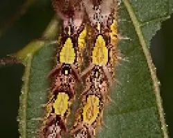 Orugas de la Morpho Marinita