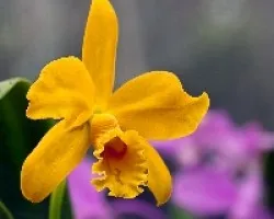 Orquídea amarilla