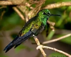 Heliodoxa jacula