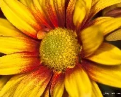 Rojo y amarillo