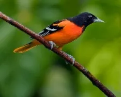 Icterus galbula