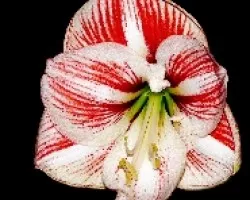 Lirio