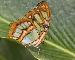 Siproeta stelenes biplagiata