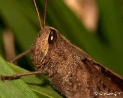 Saltamontes