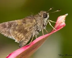 Mariposilla