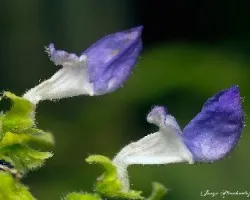Salvia polystachya 