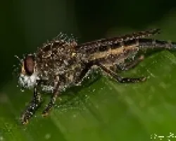Mosca asesina