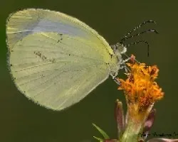Otra mariposilla