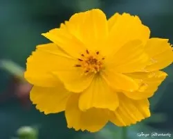 Cosmos sulphureus