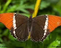 Siproeta epaphus
