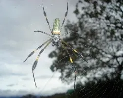 Araña Verde