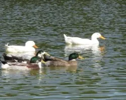 patos nadando