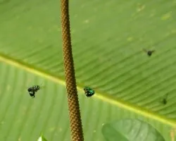 Euglossinae