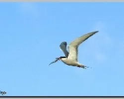 Sterna hirundo