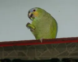 loro 
