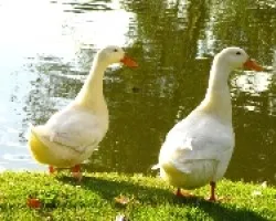 patos descansando