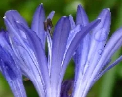 azul y gotas