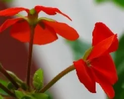 rojo