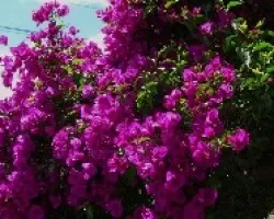 verde y fucsia