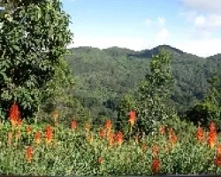 color naranja