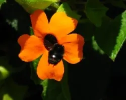 abejorro negro