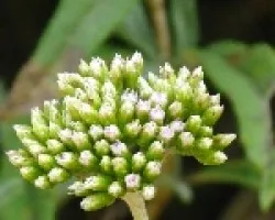 tupido