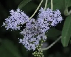 morado