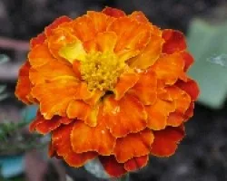 flor naranja
