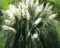 verde y puntas blancas