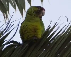 Aratinga finschi??