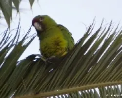 Aratinga finschi??