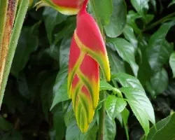 Heliconia