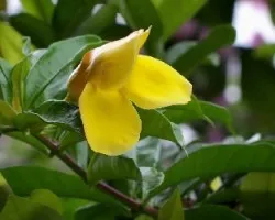 Flor Amarilla