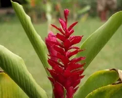 Flor Roja