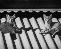 Gatos