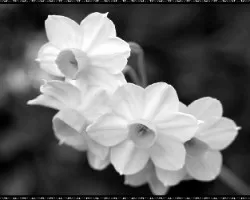 junquillo(narcissus jonquilla)