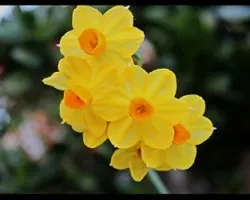 junquillo(narcissus jonquilla)