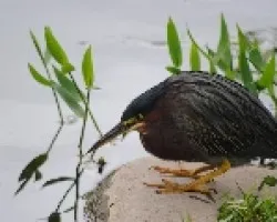 Garza Verde
