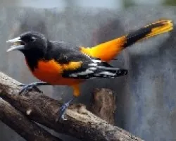 Icterus galbula