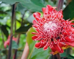 Etlingera elatior