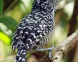Thamnophilus doliatus